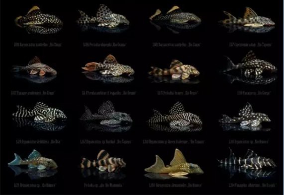 南美洲異型魚l200多少錢一只 南美洲異型魚l200多少錢一只 龍魚論壇 第2張
