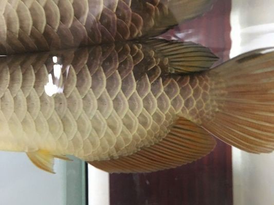 魚缸玻璃貴不貴（魚缸玻璃價格一般多少？）