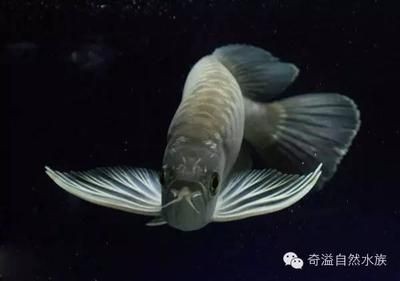 紅龍魚挑選標準是什么意思（挑選紅龍魚的標準和方法）