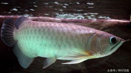紅龍魚挑選標準是什么意思（挑選紅龍魚的標準和方法）