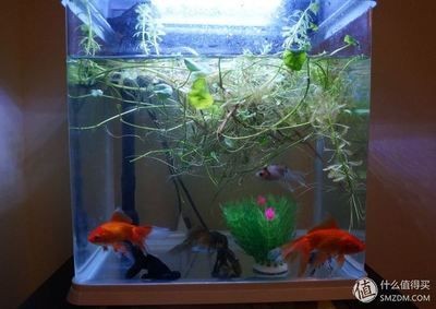 魚缸燈帶對魚缸照明需要考慮以下幾個因素，養魚愛好者需要注意：魚缸燈帶在水族照明中的優勢