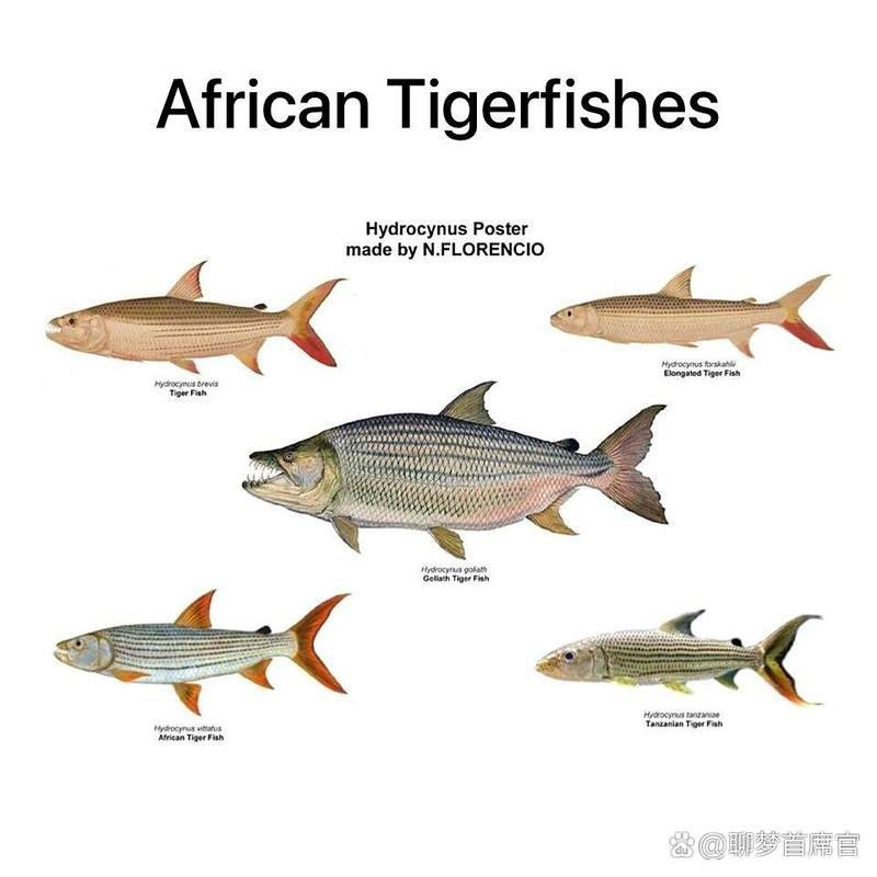 福虎異型虎魚是雜牌嗎