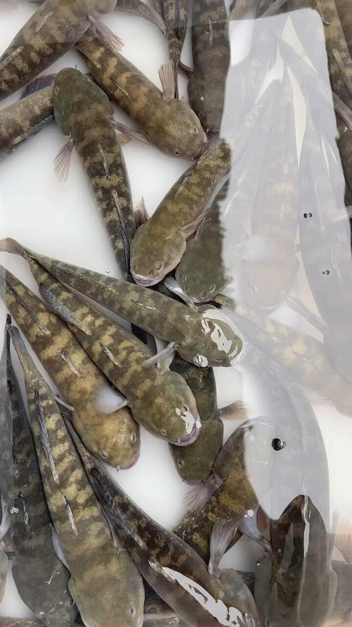 魚鱗是否感染細菌通常需要觀察魚的外觀和行為和行為異常，如何判斷魚鱗是否感染細菌
