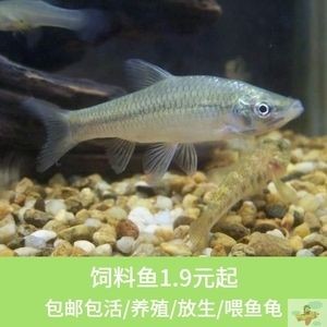 龍魚飼料魚如何存養：龍魚飼料魚的養護方法