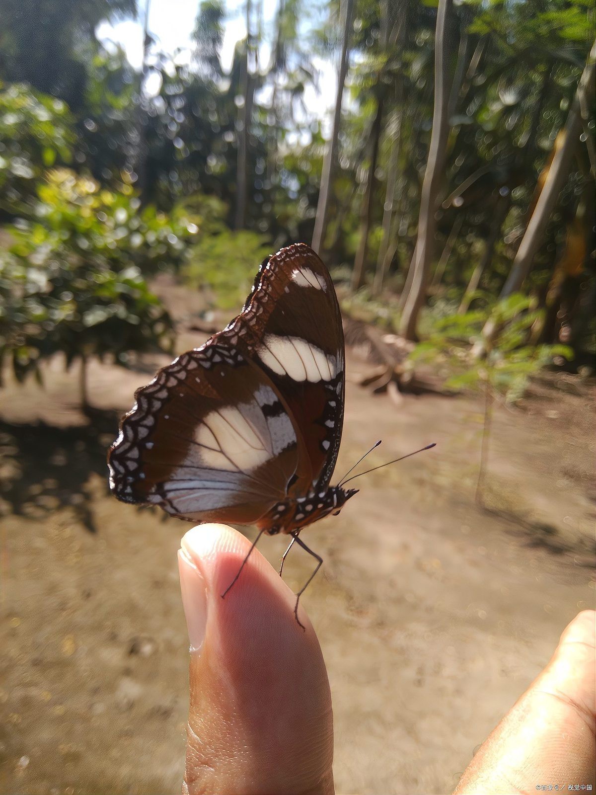 十大稀有蝴蝶排名