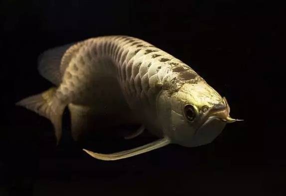 龍魚有多少個品種 龍魚百科 第3張 龍魚有多少個品種 龍魚有多少個品種 龍魚百科 第3張