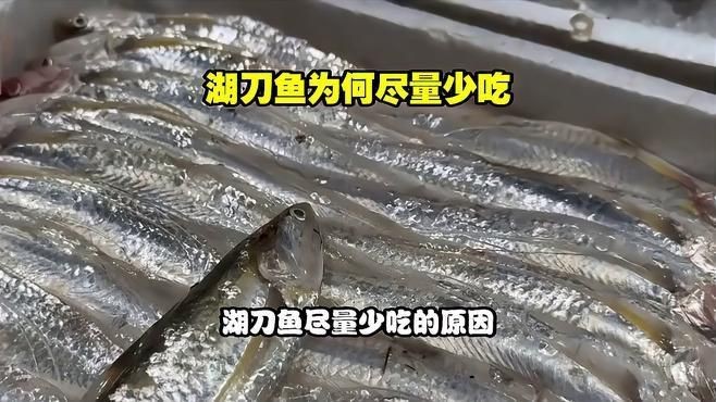 河刀魚為何盡量少吃