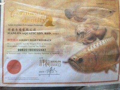 祥龍Sianlon魚缸用戶評價(jià)：祥龍sianlon魚缸用戶評價(jià) 祥龍Sianlon魚缸用戶評價(jià)：祥龍sianlon魚缸用戶評價(jià) 魚缸百科 第1張