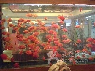 祥龍Sianlon魚缸用戶評價(jià)：祥龍sianlon魚缸用戶評價(jià) 祥龍Sianlon魚缸用戶評價(jià)：祥龍sianlon魚缸用戶評價(jià) 魚缸百科 第4張