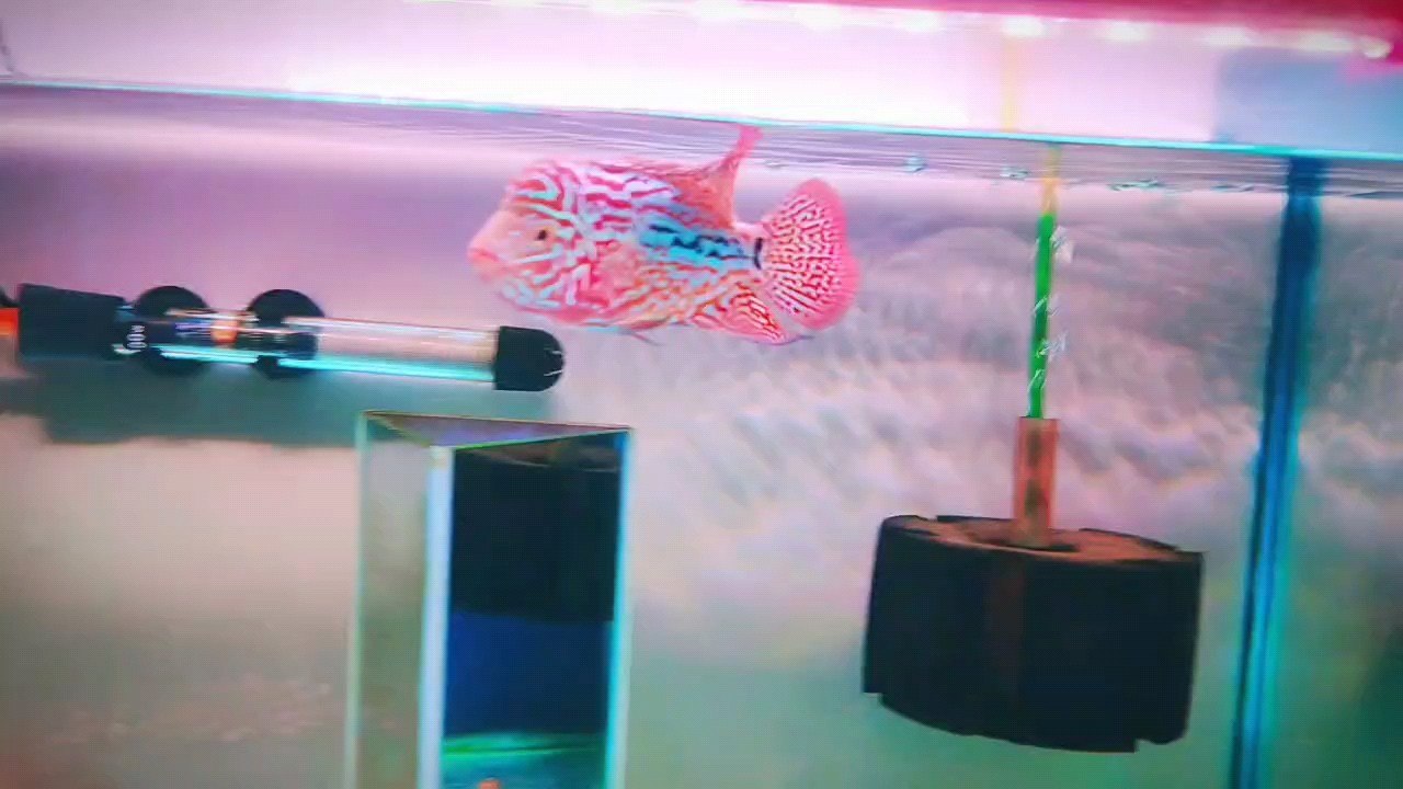羅漢魚成長記