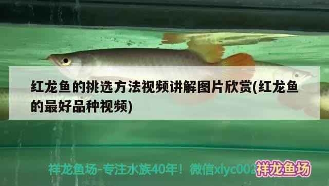 西固區小哥水族店