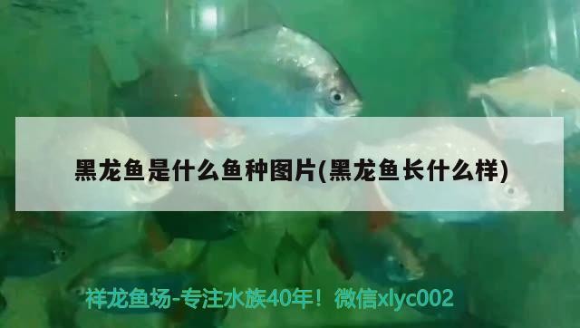 西固區小哥水族店
