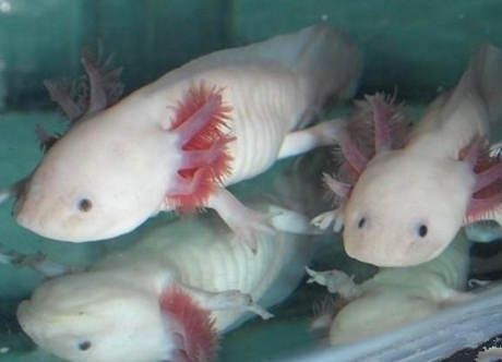 珠海市香洲如魚得水水族館（深圳如魚得水）