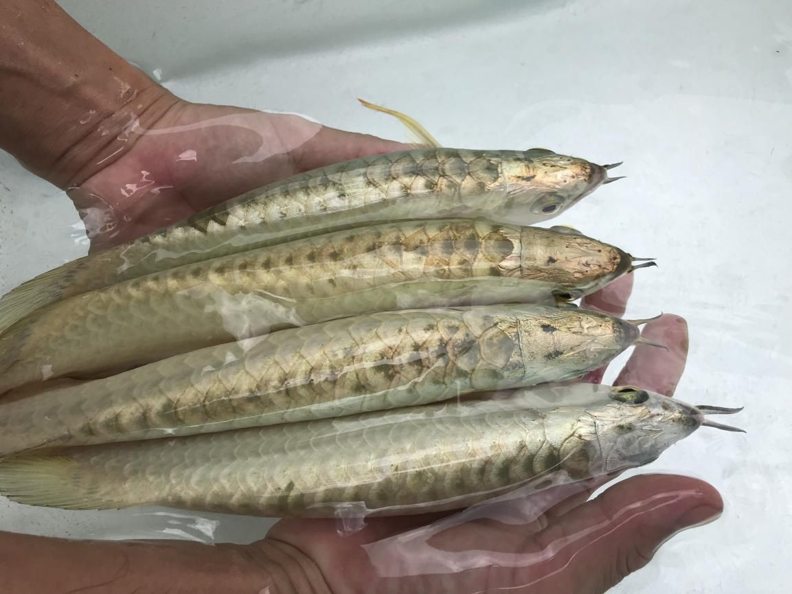 龍魚怎么調理胃腸道功能：如何調理龍魚的胃腸道功能