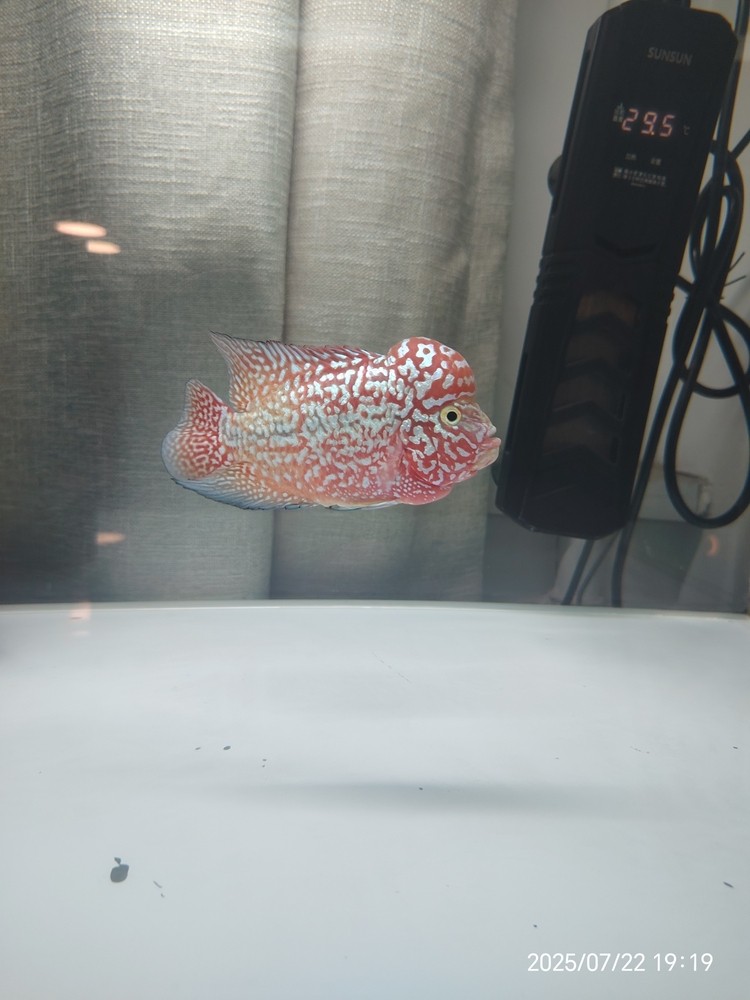 泰金羅漢魚