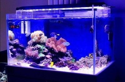 海景魚缸的養(yǎng)護秘訣：沿海城市養(yǎng)海景魚缸的優(yōu)勢與挑戰(zhàn)沿海城市養(yǎng)海景魚缸的優(yōu)勢