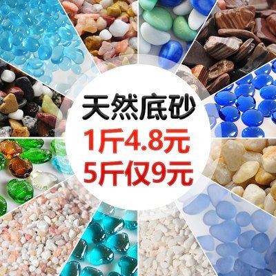 古典金龍和過背金龍哪個更好養