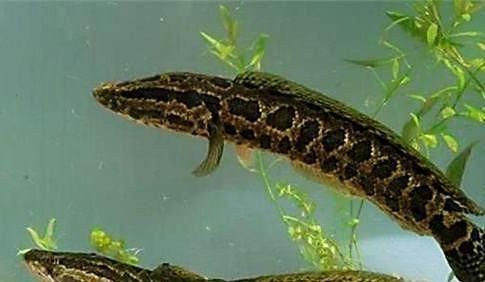 龍魚和黑魚養一起：龍魚和黑魚一起養，需要注意哪些問題？
