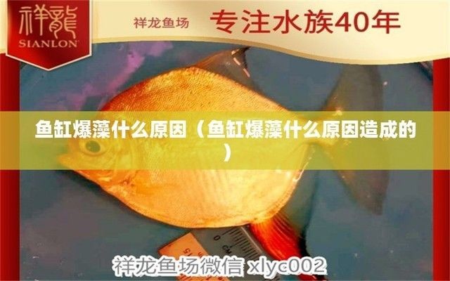 魚缸爆藻需要打氧嗎：爆藻時水質易惡化,利于菌類生長繁殖,魚缸爆藻如何控制