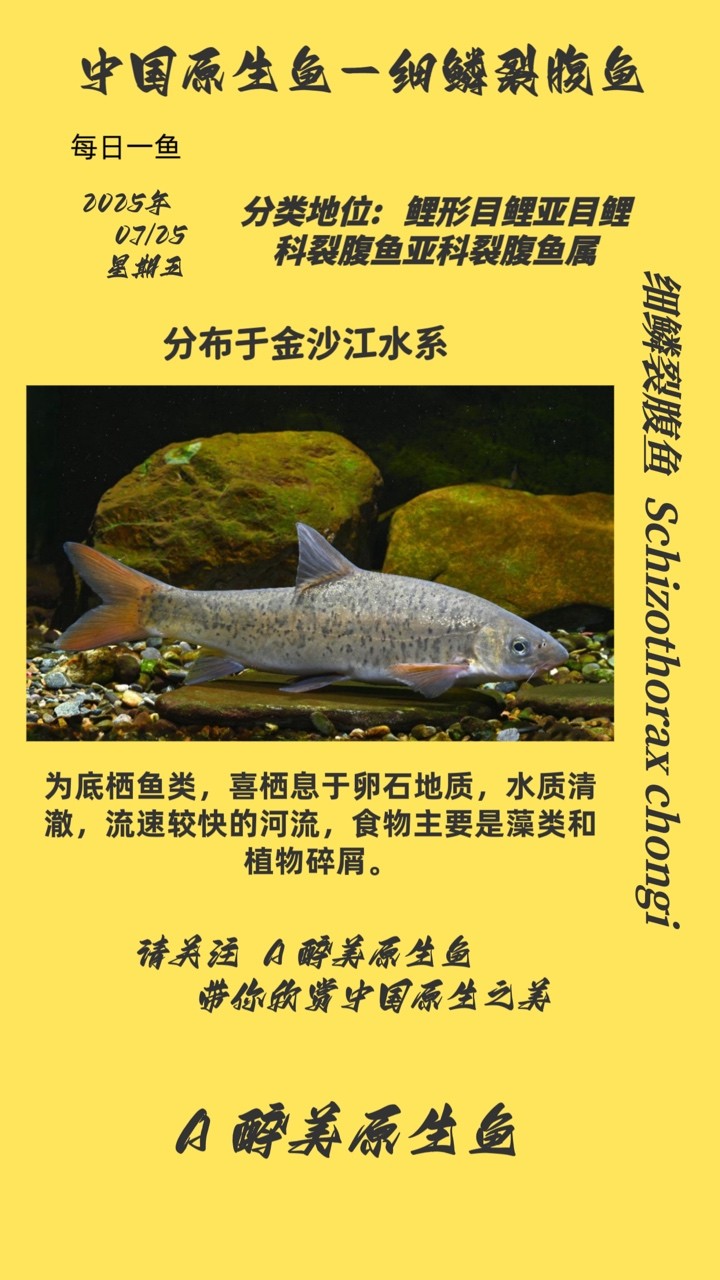 細鱗裂腹魚