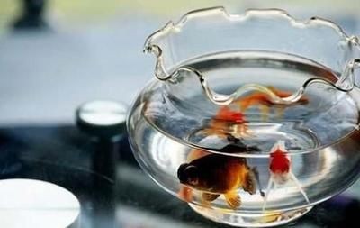 魚缸用增氧泵價格是多少:魚缸增氧機-xtrac增氧機-xtrac增氧機 風水魚缸的由來:風水魚缸擺放的由來主要作用與作用,風水魚缸的作用 魚缸百科 風水魚缸的由來:風水魚缸擺放的由來主要作用與作用,風水魚缸的作用 風水魚缸的由來:風水魚缸擺放的由來主要作用與作用,風水魚缸的作用 魚缸百科