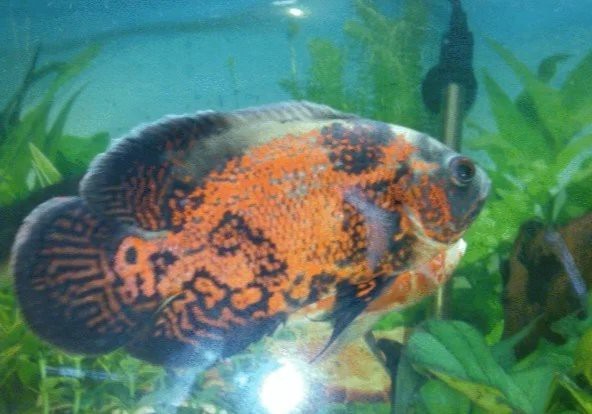 地圖魚幾天不喂會(huì)餓死