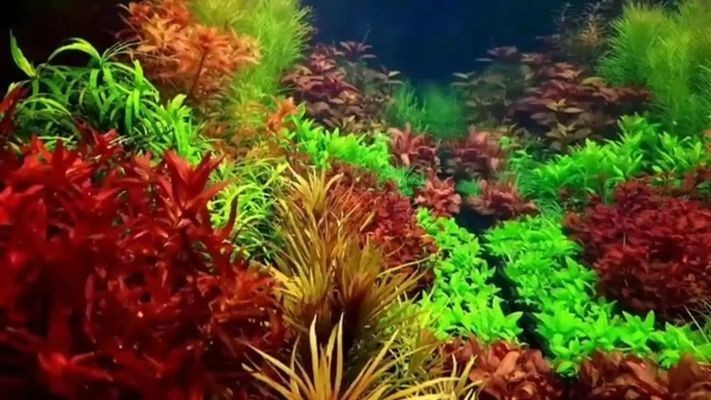 野生魚缸水草:關于野生魚缸水草的一些詳細信息 魚缸百科 第2張 野生魚缸水草:關于野生魚缸水草的一些詳細信息 野生魚缸水草:關于野生魚缸水草的一些詳細信息 魚缸百科 第2張