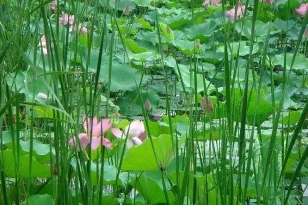 野生魚缸水草:關于野生魚缸水草的一些詳細信息 魚缸百科 第5張 野生魚缸水草:關于野生魚缸水草的一些詳細信息 野生魚缸水草:關于野生魚缸水草的一些詳細信息 魚缸百科 第5張