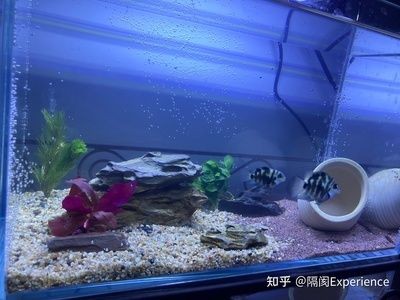 過濾的石頭可以放在魚缸養魚，主要取決于石頭的種類和魚缸的環境：過濾的石頭可以放在魚缸養魚嗎？