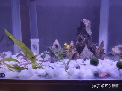 過濾的石頭可以放在魚缸養魚，主要取決于石頭的種類和魚缸的環境：過濾的石頭可以放在魚缸養魚嗎？