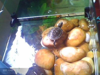 過濾的石頭可以放在魚缸養魚，主要取決于石頭的種類和魚缸的環境：過濾的石頭可以放在魚缸養魚嗎？