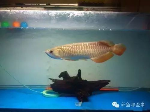 高背金龍魚怎么上金質魚（高背金龍魚上金質的具體方法）