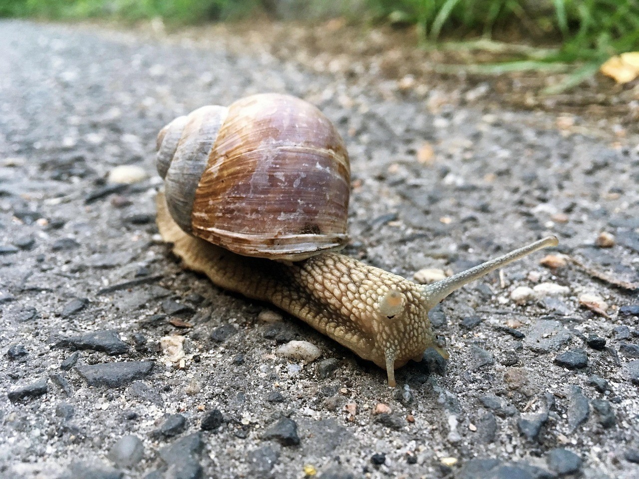 泥猛魚(yú)扎到手毒性大嗎
