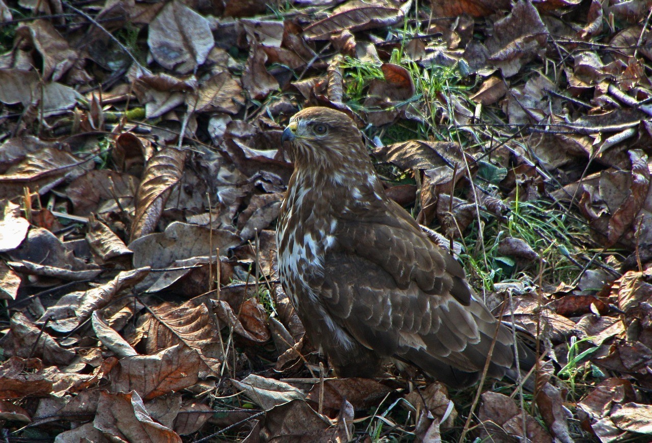 泥猛魚(yú)扎到手毒性大嗎