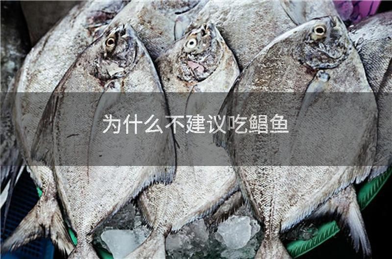 紅鯧魚為啥不建議吃 紅鯧魚為啥不建議吃 龍魚論壇 第1張
