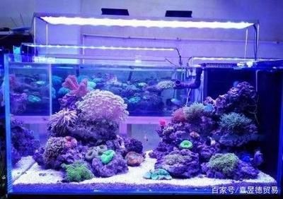 魚缸光照不足的解決辦法：如何解決魚缸光照不足的問題