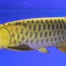 金龍魚脾氣暴躁會怎么樣【金龍魚脾氣暴躁會影響自身健康生態平衡】