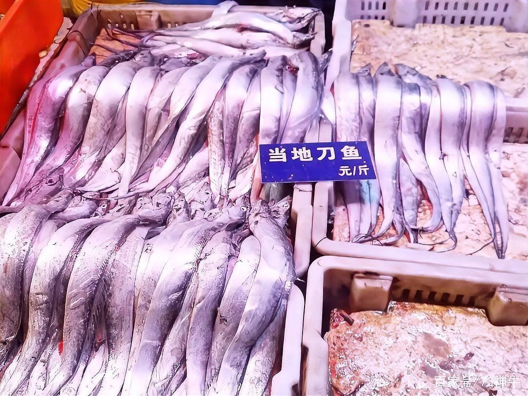 刀魚的種類和區別