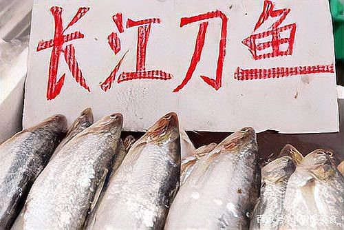 刀魚的種類和區別