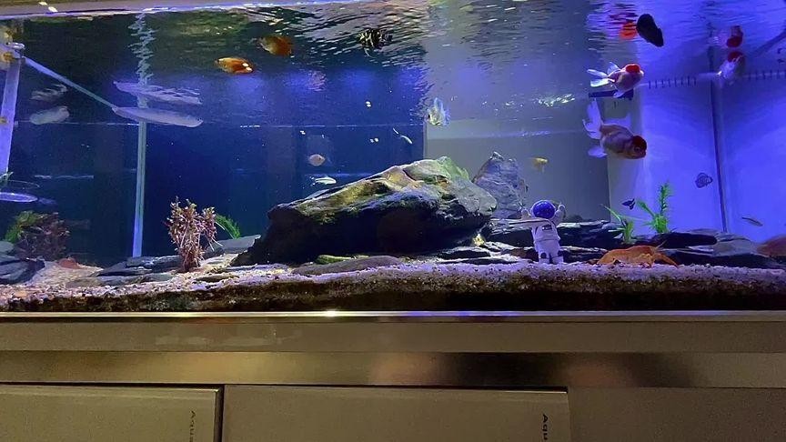 銀龍魚用燈照嗎圖片