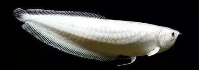 銀龍魚用燈照嗎圖片