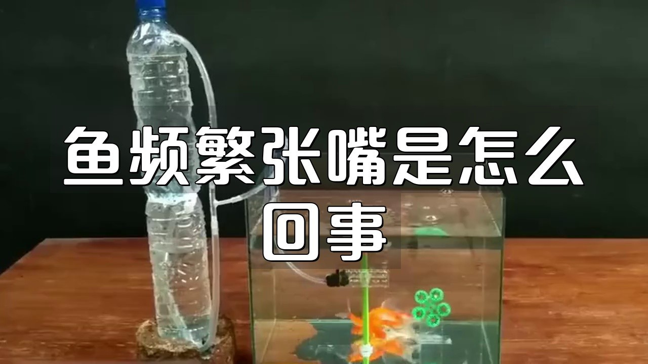 金龍魚張大嘴的原因是