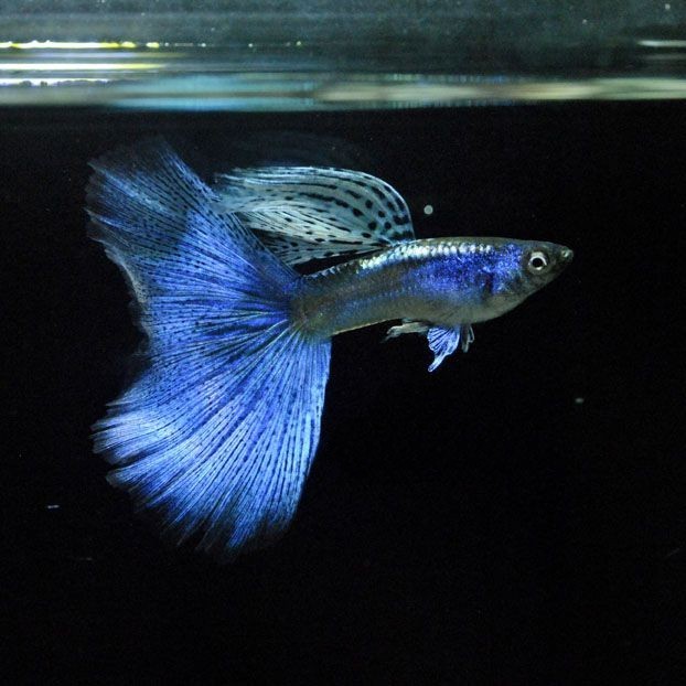 陶瓷魚缸改造植物缸好嗎（陶瓷魚缸改造植物缸好嗎視頻）（陶瓷魚缸改造植物缸改造植物缸好嗎，陶瓷魚缸改造植物缸好嗎）