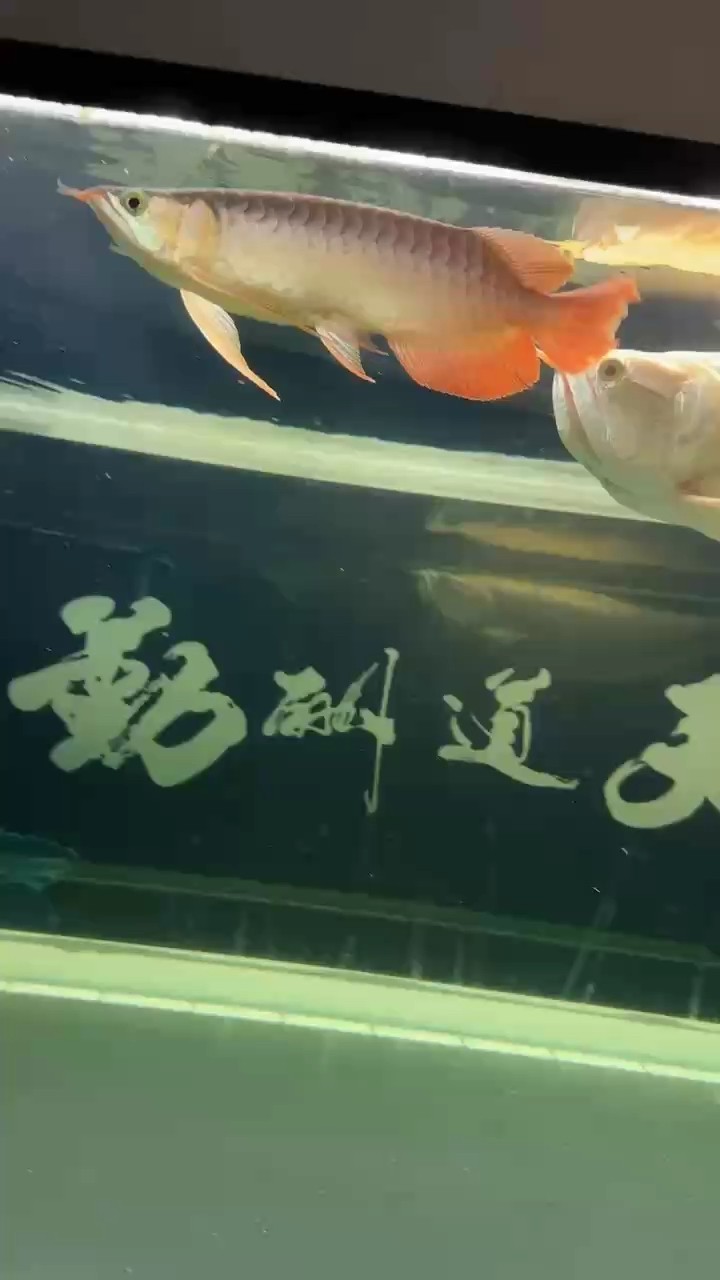 弱爆