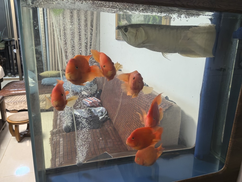 賞魚