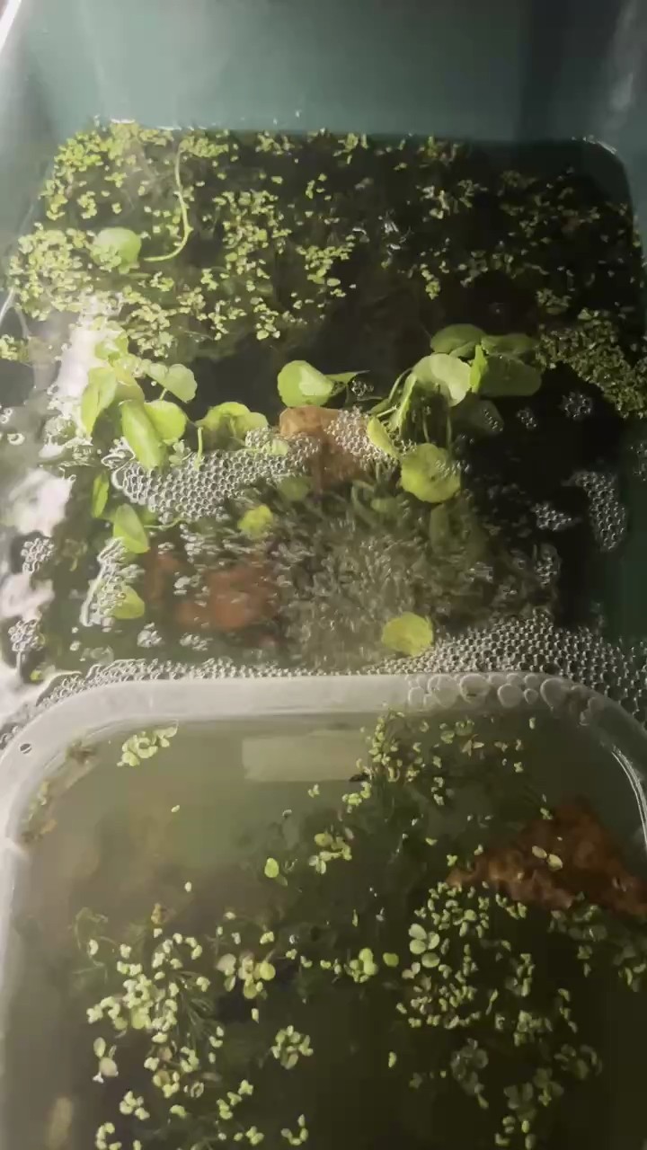 土炮菜園子