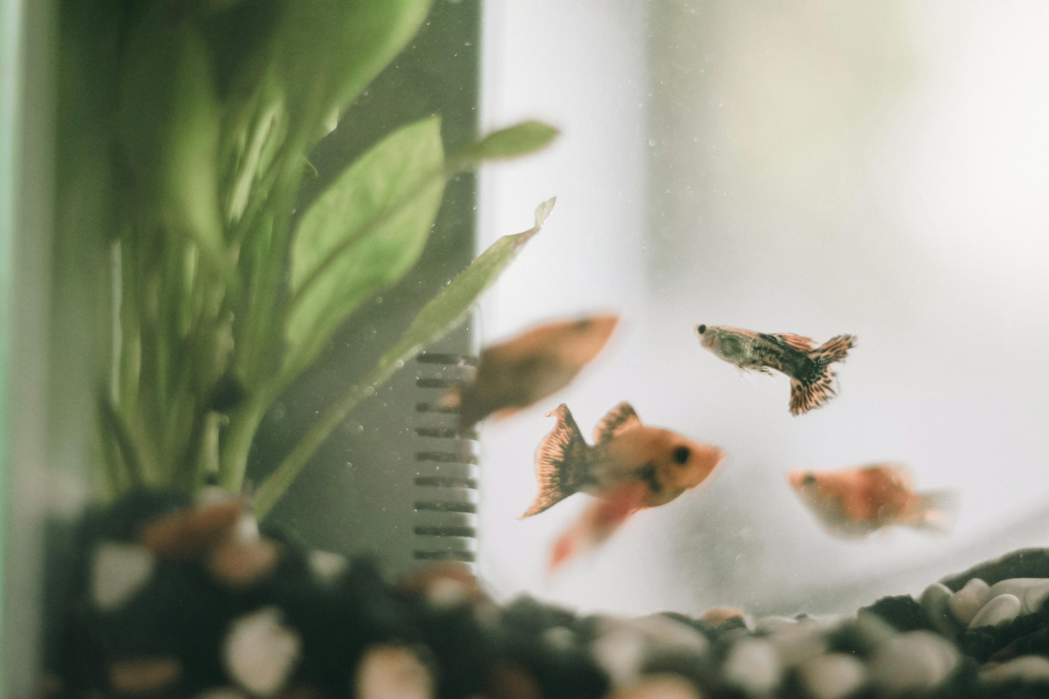 龍魚缸里最好三個魚