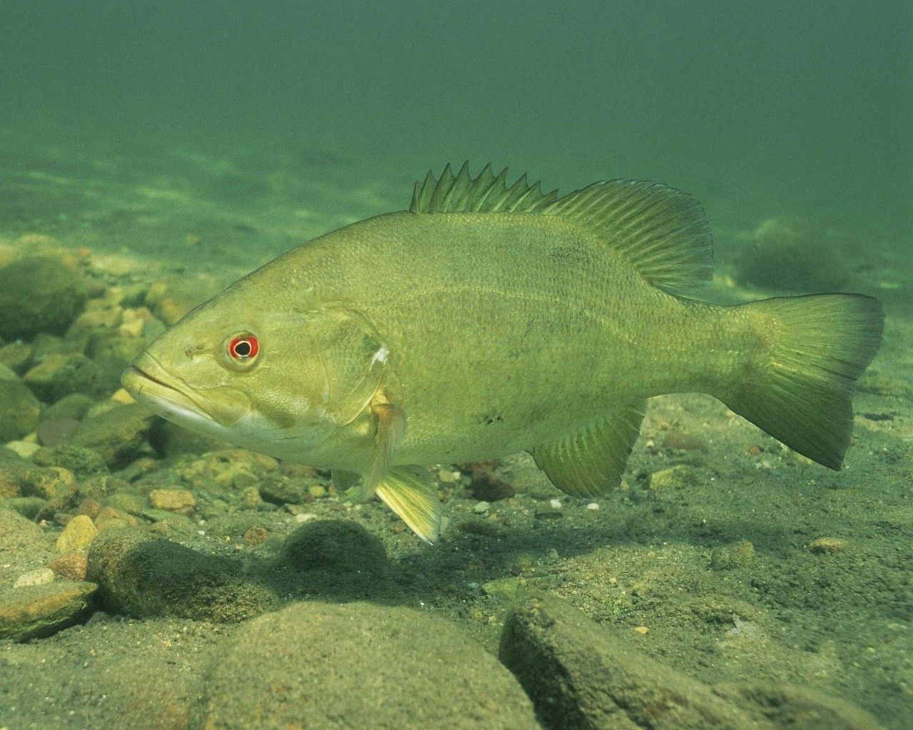 鱖魚桂魚區別