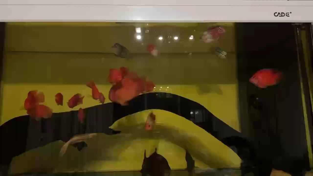 過兩天再添兩條火鳳～期待中