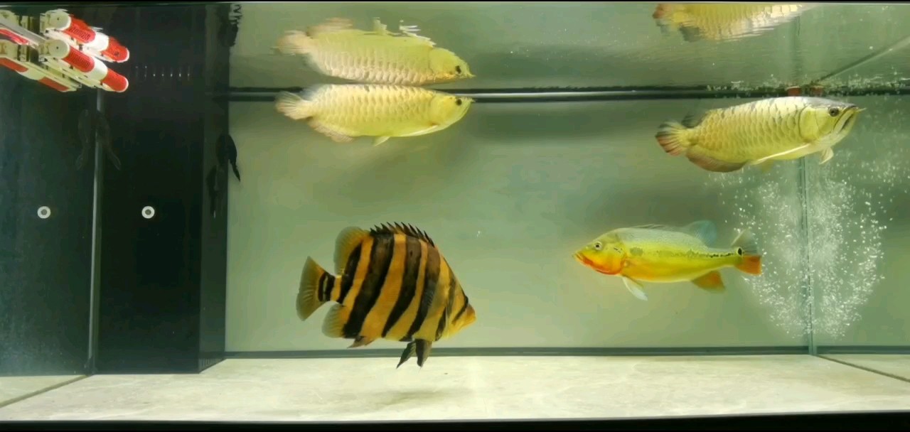 金龍魚繁殖